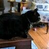 blackcat62